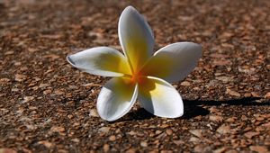 Preview wallpaper plumeria, flowers, pebbles, petals, shadow