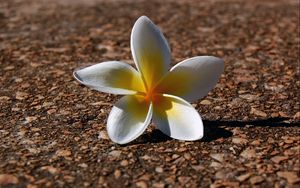 Preview wallpaper plumeria, flowers, pebbles, petals, shadow