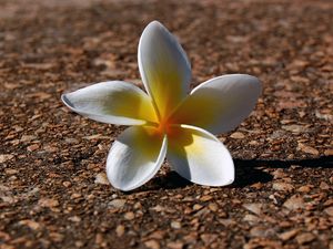 Preview wallpaper plumeria, flowers, pebbles, petals, shadow