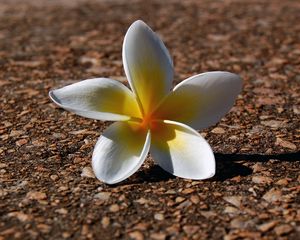 Preview wallpaper plumeria, flowers, pebbles, petals, shadow