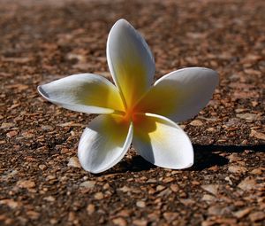 Preview wallpaper plumeria, flowers, pebbles, petals, shadow