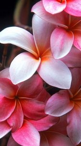 Preview wallpaper plumeria, flowers, petals, stains