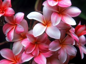 Preview wallpaper plumeria, flowers, petals, stains