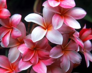 Preview wallpaper plumeria, flowers, petals, stains