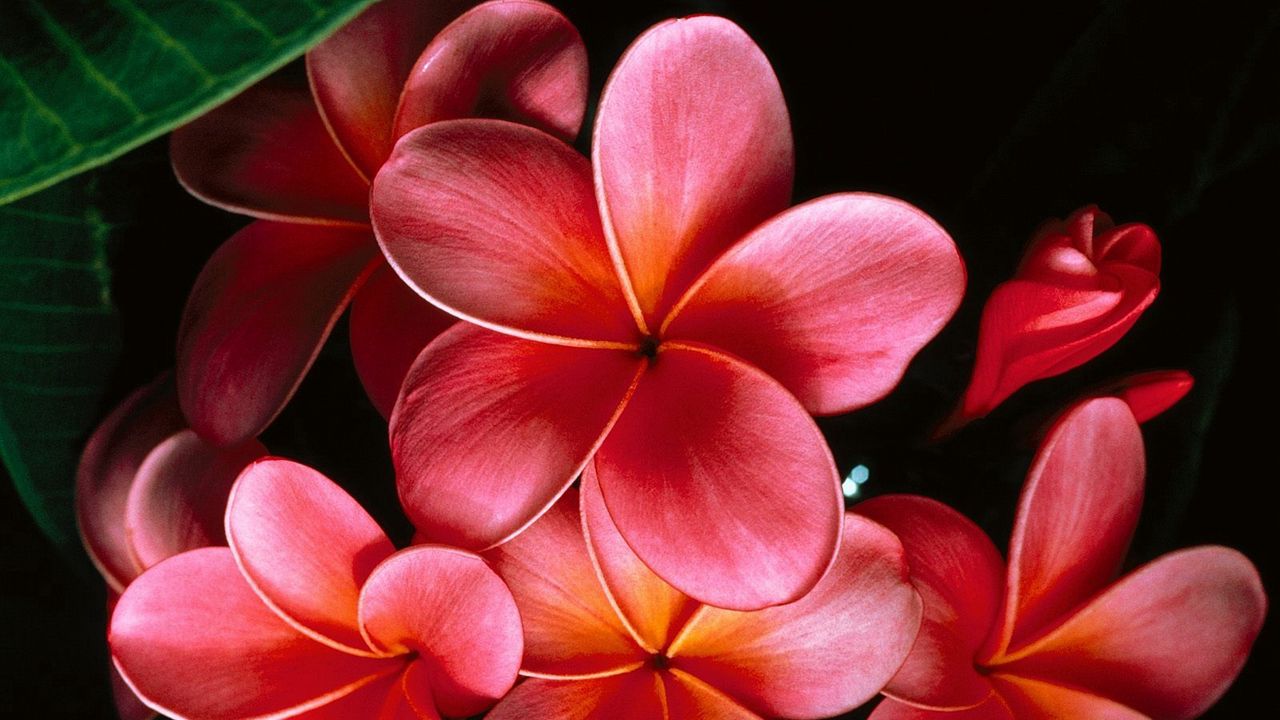 Wallpaper plumeria, flowers, petals, branch