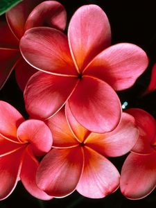 Preview wallpaper plumeria, flowers, petals, branch