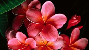 Preview wallpaper plumeria, flowers, petals, branch