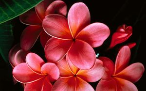 Preview wallpaper plumeria, flowers, petals, branch