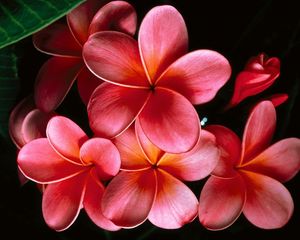 Preview wallpaper plumeria, flowers, petals, branch