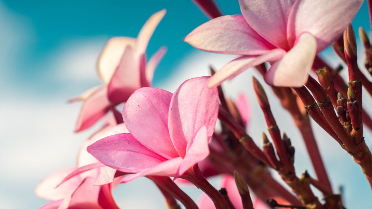 Wallpaper plumeria, flowers, pink, macro