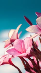 Preview wallpaper plumeria, flowers, pink, macro