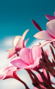 Preview wallpaper plumeria, flowers, pink, macro