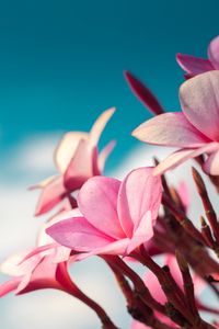 Preview wallpaper plumeria, flowers, pink, macro