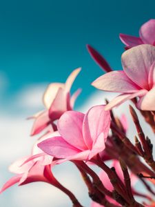 Preview wallpaper plumeria, flowers, pink, macro