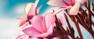 Preview wallpaper plumeria, flowers, pink, macro