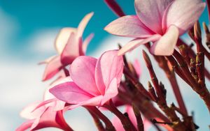 Preview wallpaper plumeria, flowers, pink, macro