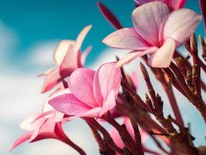 Preview wallpaper plumeria, flowers, pink, macro