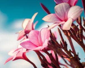 Preview wallpaper plumeria, flowers, pink, macro