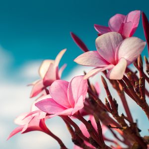 Preview wallpaper plumeria, flowers, pink, macro