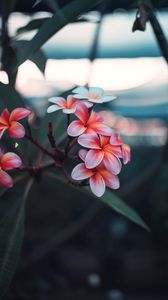 Preview wallpaper plumeria, flowers, pink, branch, bloom