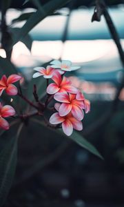 Preview wallpaper plumeria, flowers, pink, branch, bloom