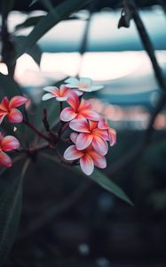 Preview wallpaper plumeria, flowers, pink, branch, bloom