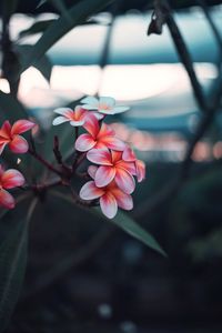 Preview wallpaper plumeria, flowers, pink, branch, bloom