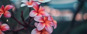 Preview wallpaper plumeria, flowers, pink, branch, bloom