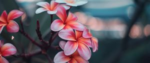 Preview wallpaper plumeria, flowers, pink, branch, bloom