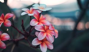 Preview wallpaper plumeria, flowers, pink, branch, bloom