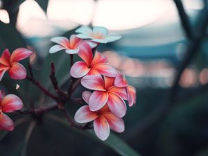 Preview wallpaper plumeria, flowers, pink, branch, bloom