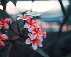 Preview wallpaper plumeria, flowers, pink, branch, bloom