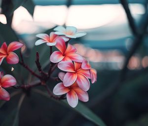 Preview wallpaper plumeria, flowers, pink, branch, bloom