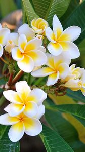 Preview wallpaper plumeria, green, white, leaves