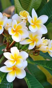 Preview wallpaper plumeria, green, white, leaves