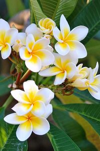 Preview wallpaper plumeria, green, white, leaves