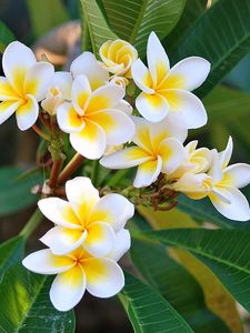 Preview wallpaper plumeria, green, white, leaves