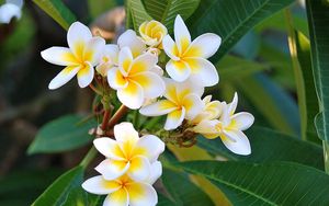 Preview wallpaper plumeria, green, white, leaves