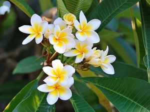 Preview wallpaper plumeria, green, white, leaves