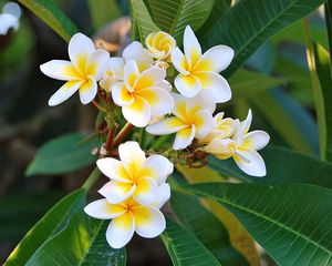 Preview wallpaper plumeria, green, white, leaves