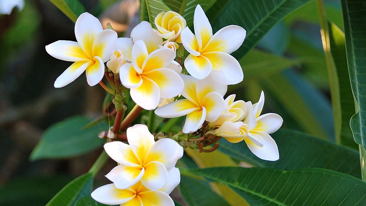 Wallpaper plumeria, green, white, leaves hd, picture, image