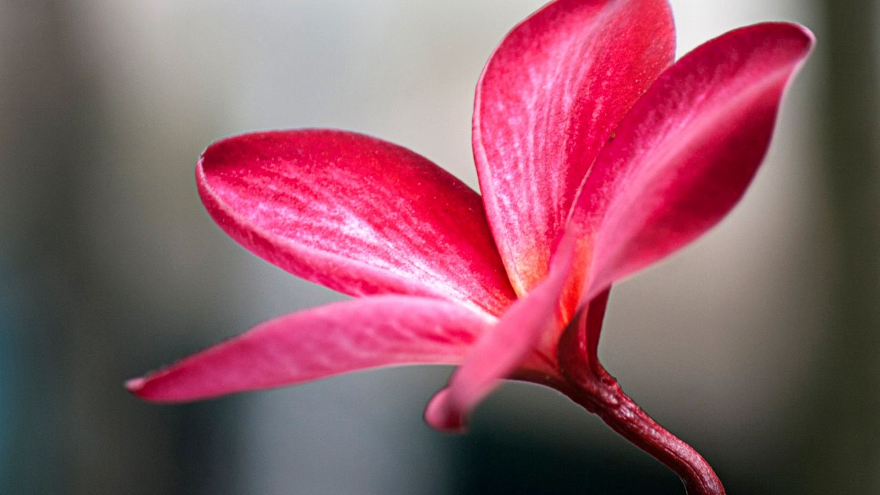 Wallpaper plumeria, petals, flower