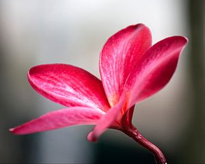 Preview wallpaper plumeria, petals, flower