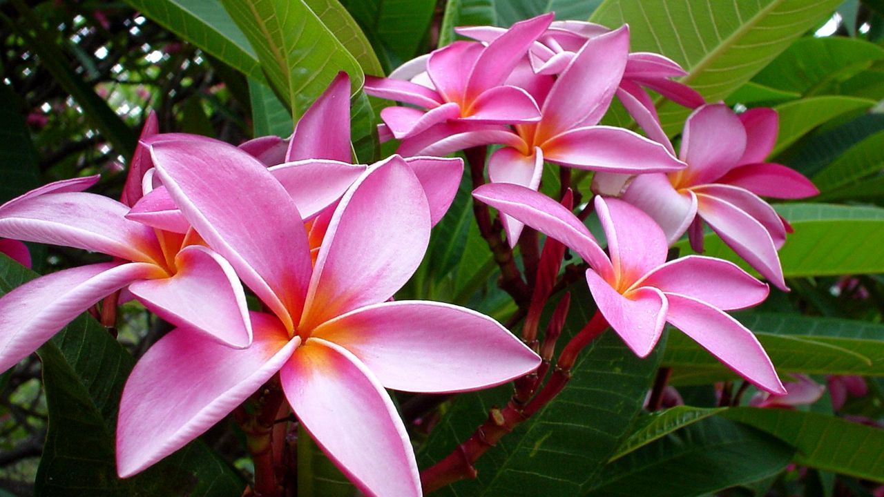 Wallpaper plumeria, pink, flowers, leaves, tender