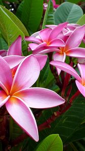 Preview wallpaper plumeria, pink, flowers, leaves, tender