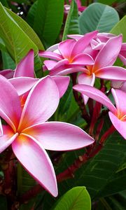 Preview wallpaper plumeria, pink, flowers, leaves, tender