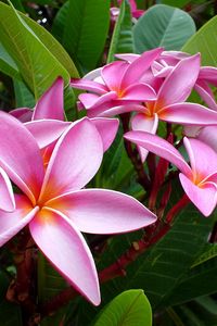 Preview wallpaper plumeria, pink, flowers, leaves, tender