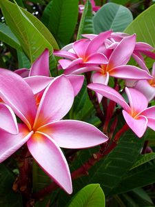 Preview wallpaper plumeria, pink, flowers, leaves, tender