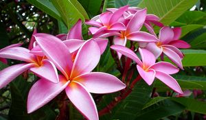 Preview wallpaper plumeria, pink, flowers, leaves, tender