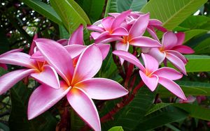 Preview wallpaper plumeria, pink, flowers, leaves, tender